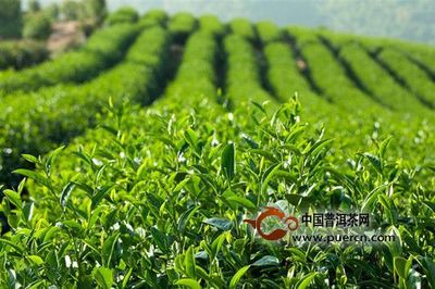 气温雨量对有机茶叶产量和茶叶品质有什么影响? - 茶叶种植_为您提供茶叶种植技术、培训、方法等知识 - 中国普洱茶网,www.puercn.com