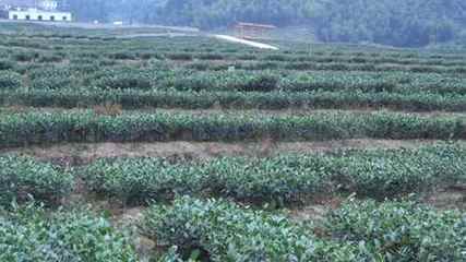 湖南炎陵县龙溪乡打造茶叶种植专业村 - 茶联网