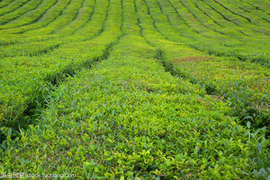 在波尔图 Formoso 的茶叶种植园。亚速尔群岛,葡萄牙欧洲