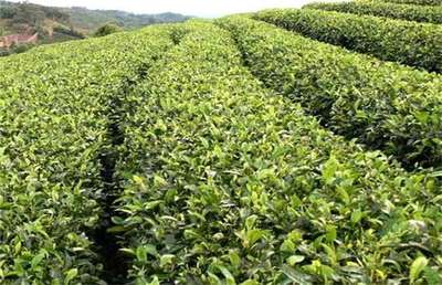 苦丁茶的种植栽培