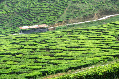 在光滑的山丘上种植茶叶