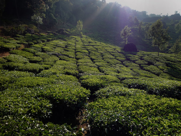 茶种植