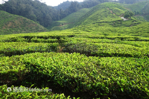 马来西亚卡梅伦高地茶叶种植园