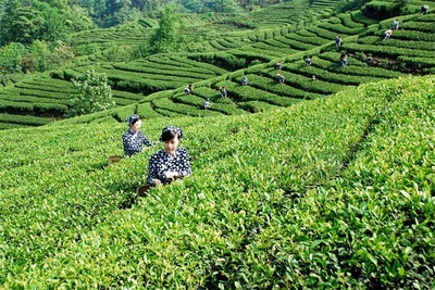 宜宾川红茶业集团怎么样